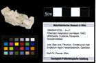 Foto (Objekt + Etiketten) von Pithonoton marginatum (von Meyer, 1842) 